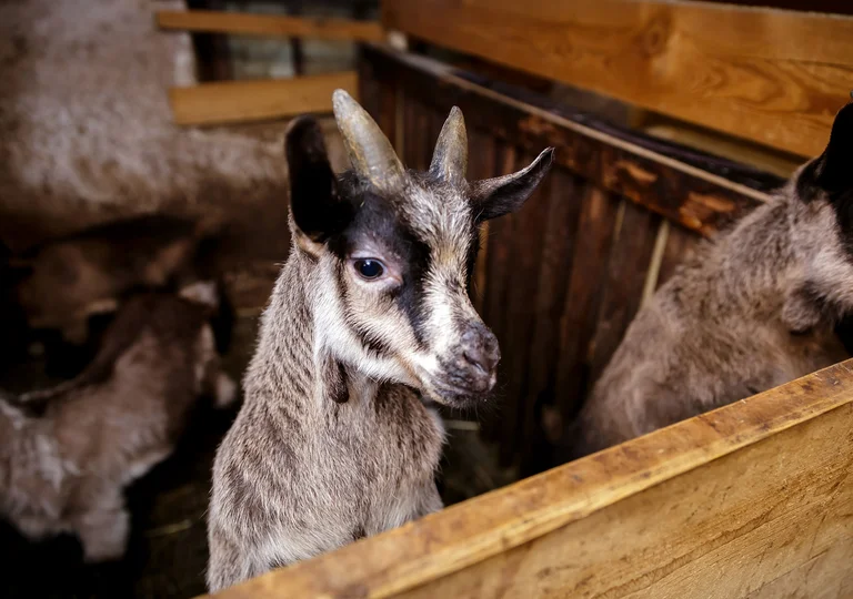 Die Ziegen im Stall