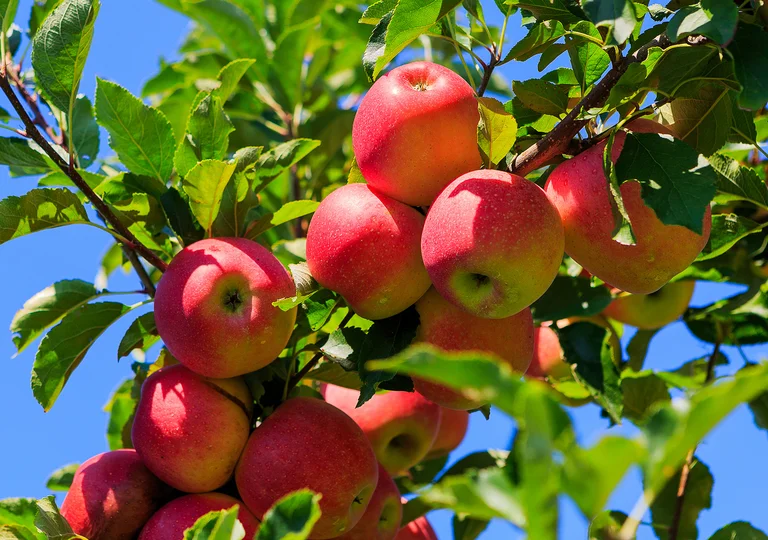 Hofeigene Obstwiesen