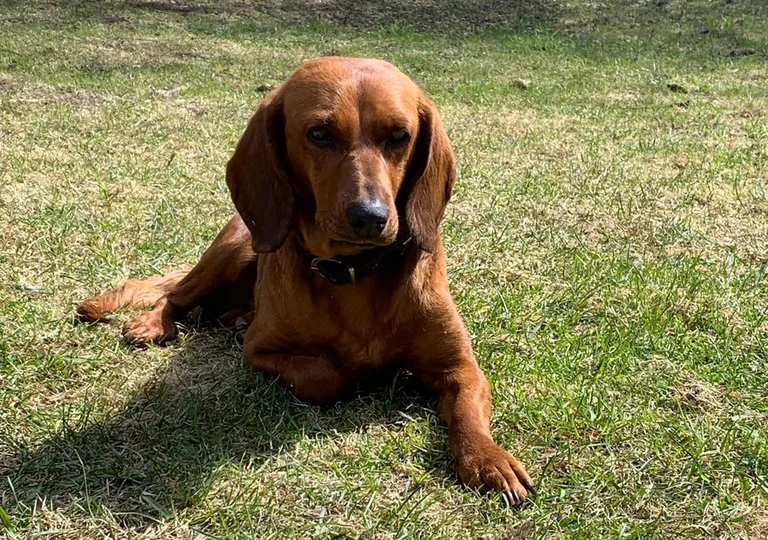 Britta, unser Familienmitglied auf 4 Pfoten!